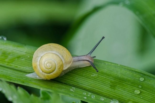 trage-website-slak snelheid website verbeterern