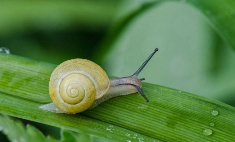 snelheid website verbeterern